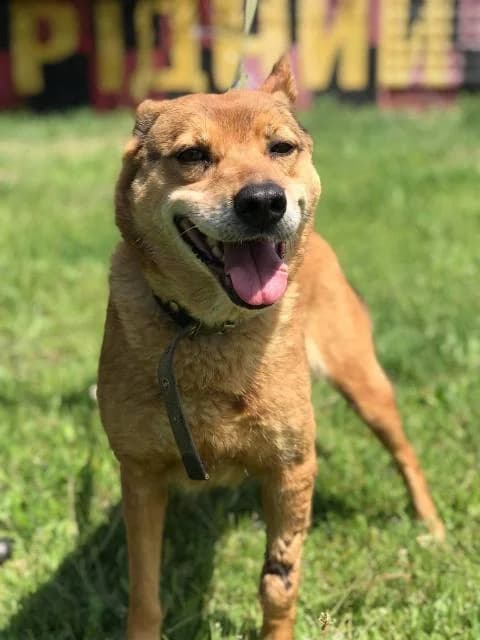 Rona (Рона), female 7yo Mixed Breed for adoption at Дай лапу друг, Zaporizhzhia