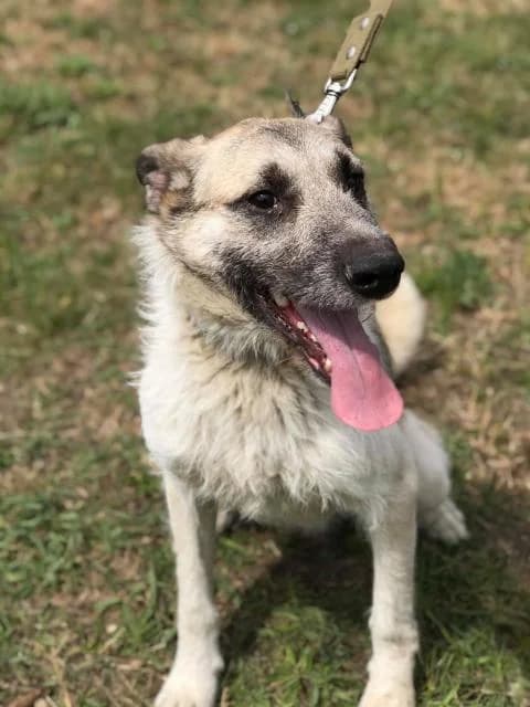 Seryy (Серый), Mixed Breed for adoption at Дай лапу друг, Zaporizhzhia