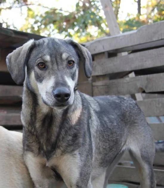 Shina (Шина), female Mixed Breed for adoption at Дай лапу друг, Zaporizhzhia