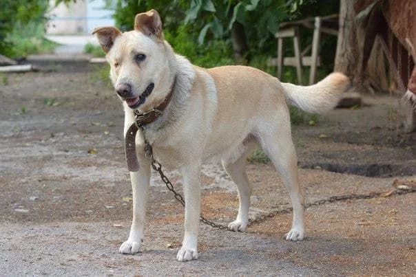 Mishka (Мишка), 5yo Mixed Breed for adoption at Дай лапу друг, Zaporizhzhia