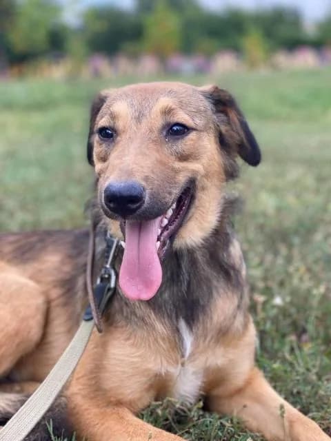 Sofi (Софи), male Mixed Breed for adoption at Дай лапу друг, Zaporizhzhia