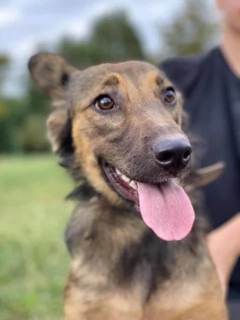 Syu (Сью), male Mixed Breed for adoption at Дай лапу друг, Zaporizhzhia