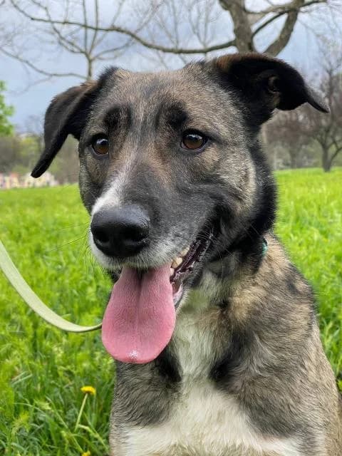 Taya (Тая), female Mixed Breed for adoption at Дай лапу друг, Zaporizhzhia