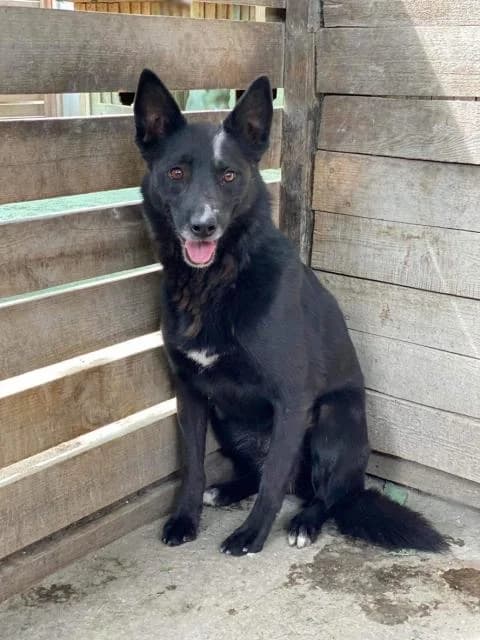 Toma (Тома), female Mixed Breed for adoption at Дай лапу друг, Zaporizhzhia