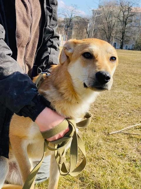 Tusya (Туся), female Mixed Breed for adoption at Дай лапу друг, Zaporizhzhia