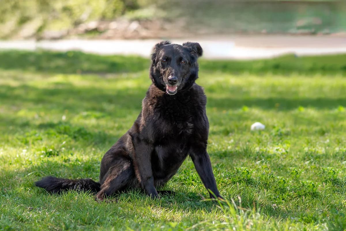 Chetti (Четті), female Mixed Breed for adoption at Dobri Ruky, Kyiv