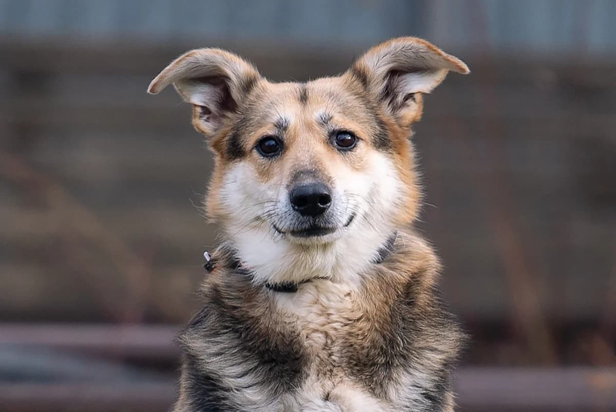 Seydi (Сейді), female Mixed Breed for adoption at Dobri Ruky, Kyiv