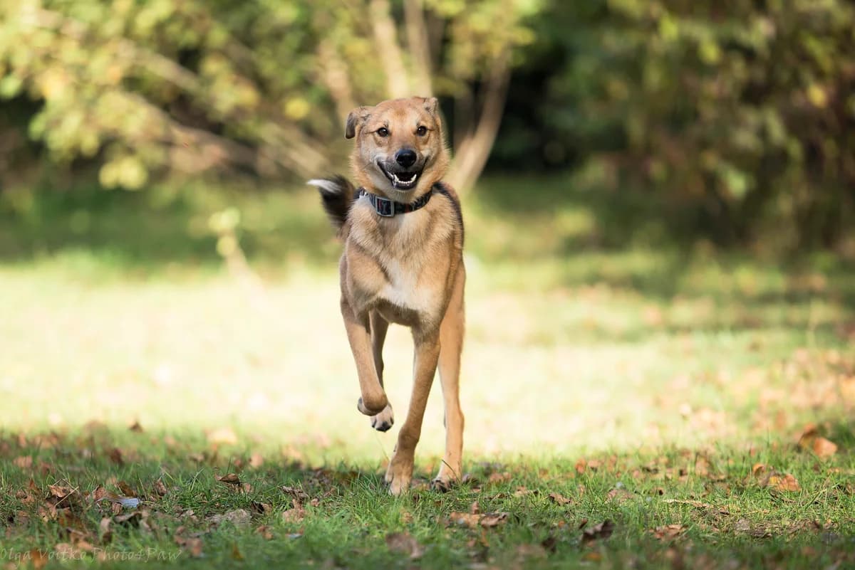 Ginni (Гинни), Mixed Breed for adoption at Dobri Ruky, Kyiv