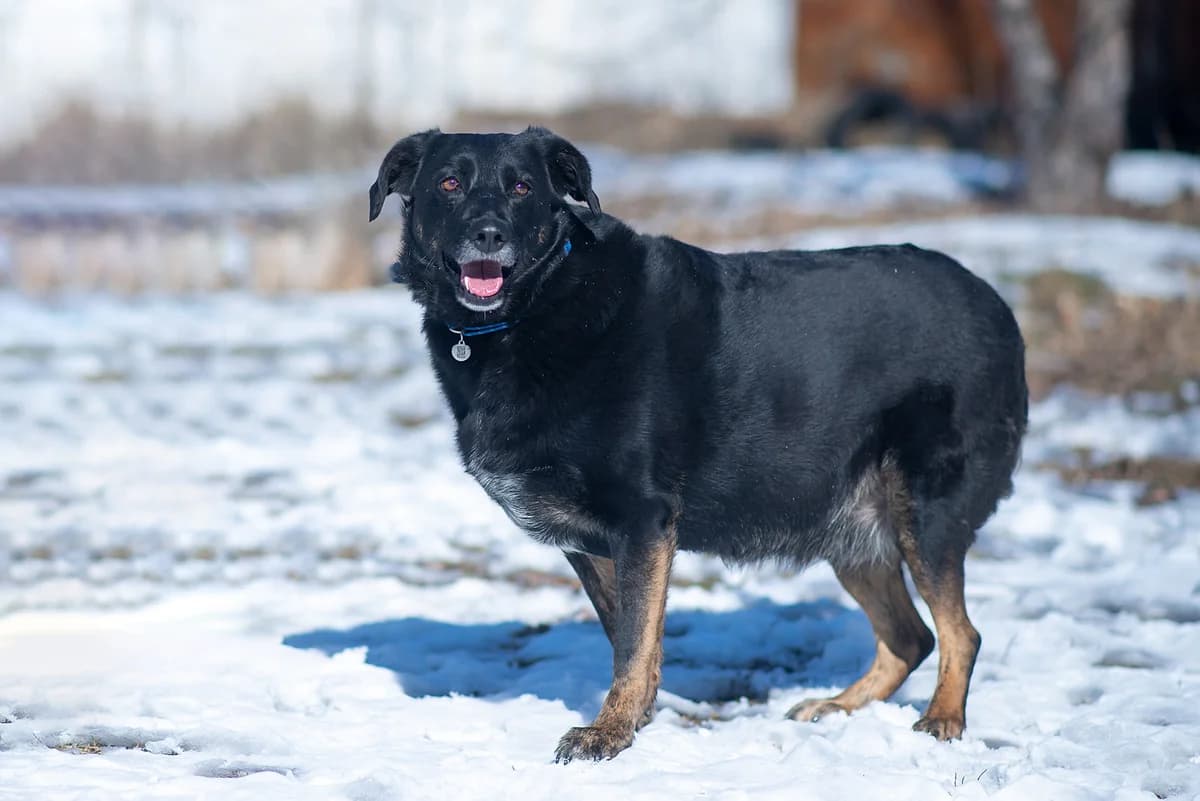 Tsezar (Цезар), male Mixed Breed for adoption at Dobri Ruky, Kyiv