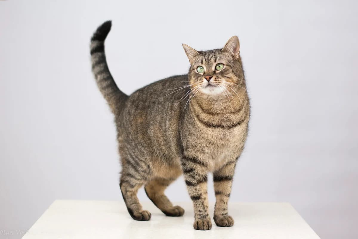 Timokha (Тімоха), male Mixed Breed for adoption at Dobri Ruky, Kyiv