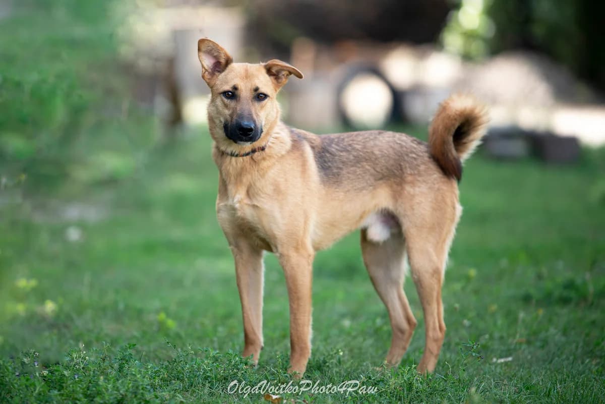 Rudolf (Рудольф), male Mixed Breed for adoption at Dobri Ruky, Kyiv