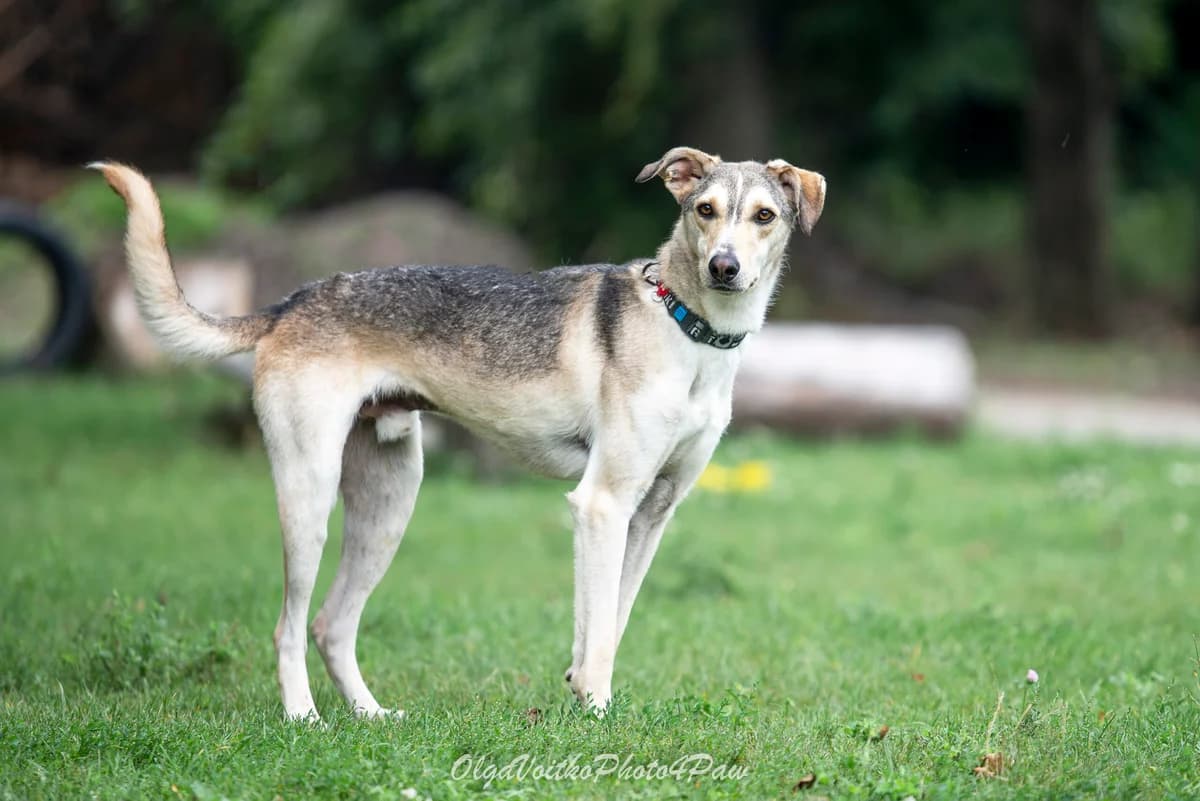 Din (Дін), male Mixed Breed for adoption at Dobri Ruky, Kyiv