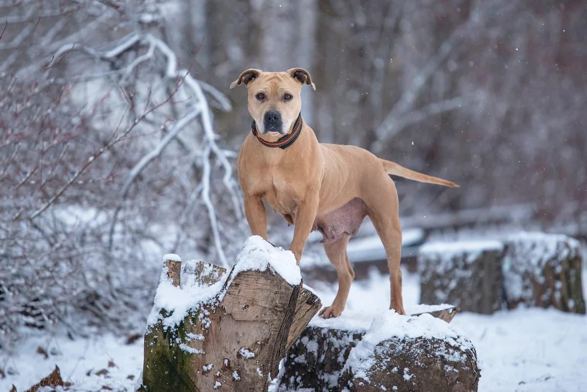Veyl (Вейл), Mixed Breed for adoption at Dobri Ruky, Kyiv