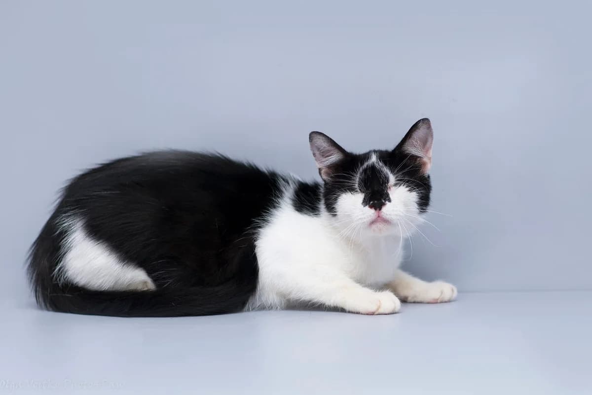 Masyanya (Масяня), Mixed Breed for adoption at Dobri Ruky, Kyiv