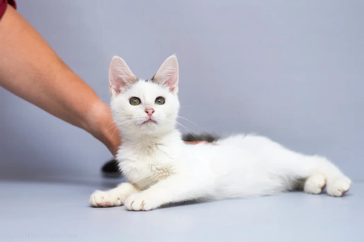 Glazurik (Глазурик), male Mixed Breed for adoption at Dobri Ruky, Kyiv