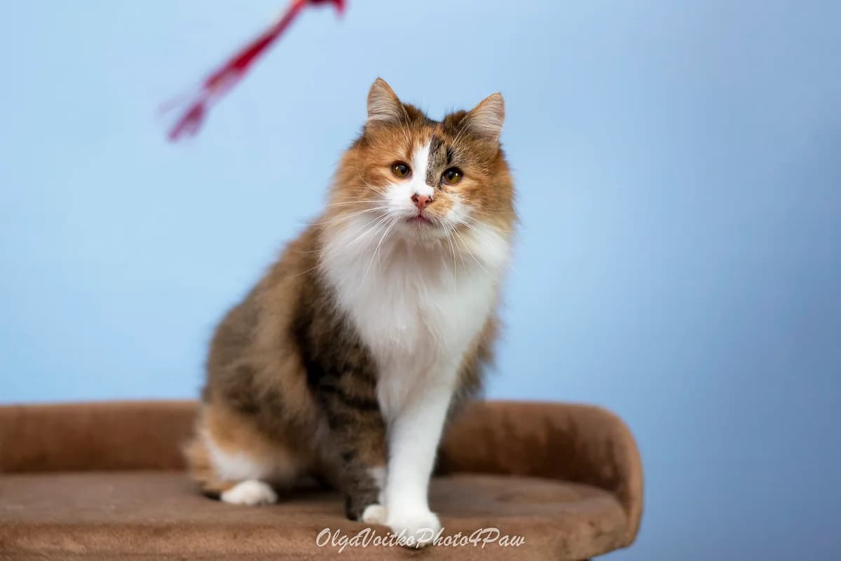Zlata (Злата), female Mixed Breed for adoption at Dobri Ruky, Kyiv