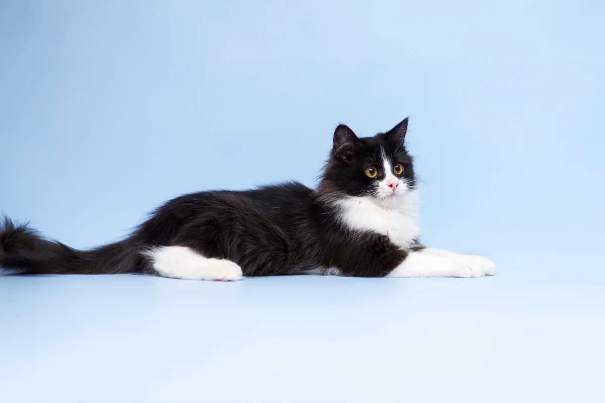 Monti (Монти), Mixed Breed for adoption at Dobri Ruky, Kyiv