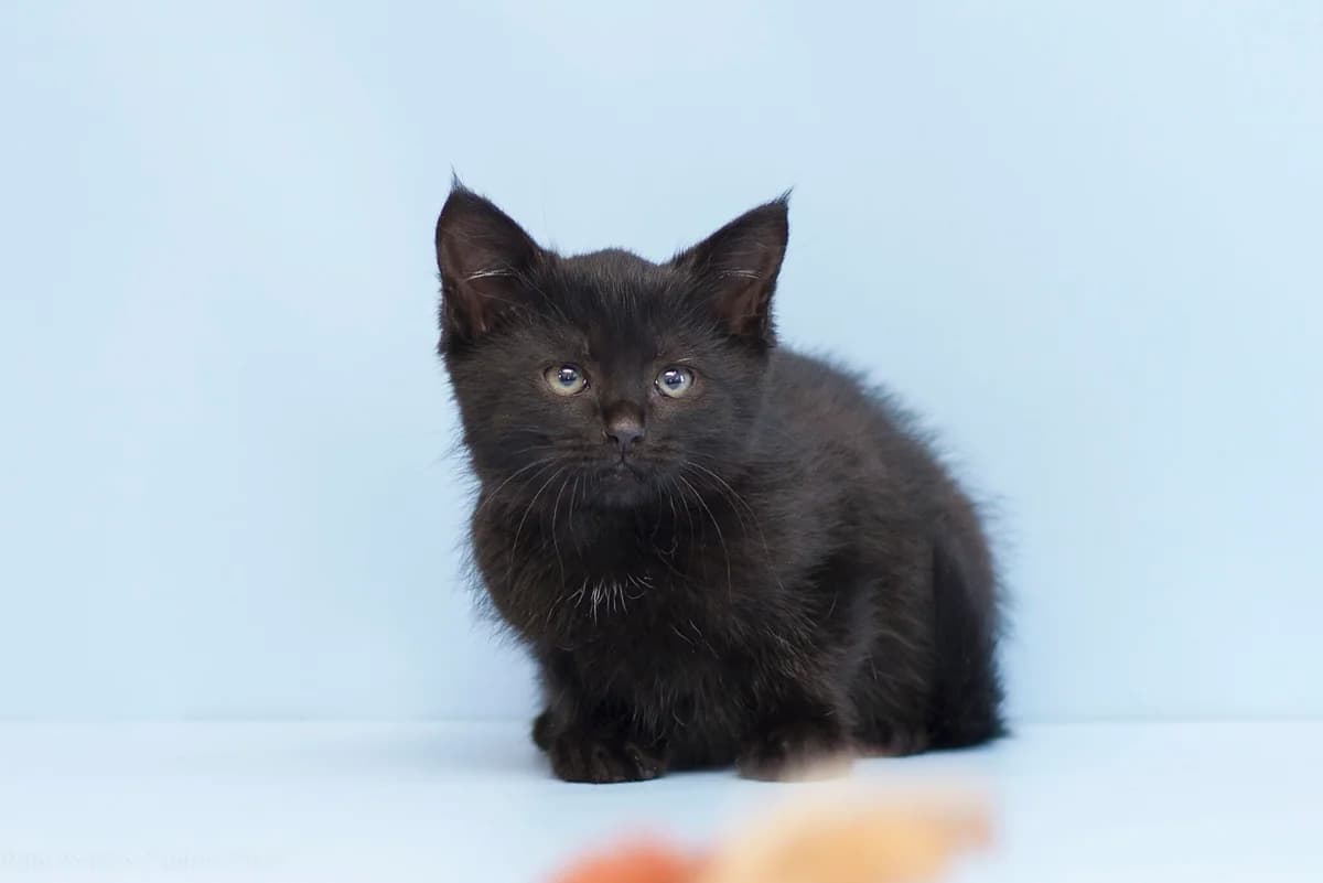 Dvan (Дван), male Mixed Breed for adoption at Dobri Ruky, Kyiv