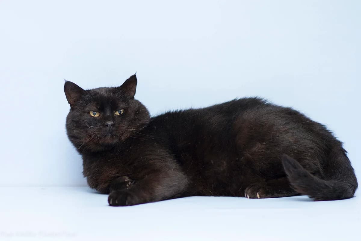 Klaud (Клауд), Mixed Breed for adoption at Dobri Ruky, Kyiv
