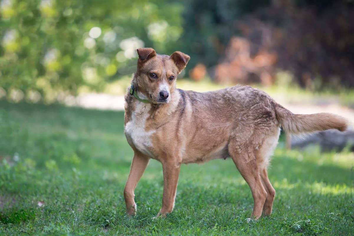 Marisol (Марісоль), female Mixed Breed for adoption at Dobri Ruky, Kyiv
