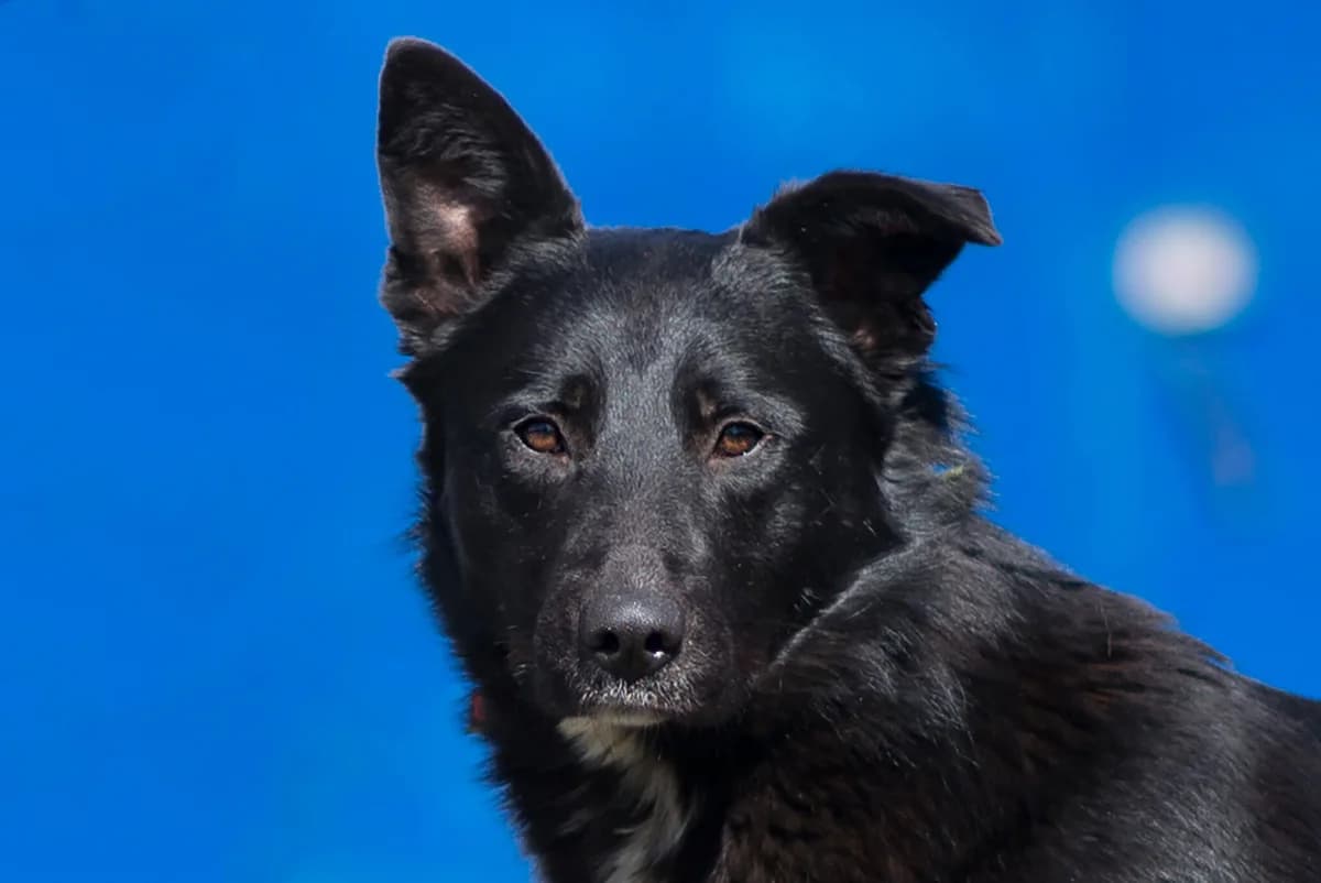 Karlson (Карлсон), Mixed Breed for adoption at Dobri Ruky, Kyiv