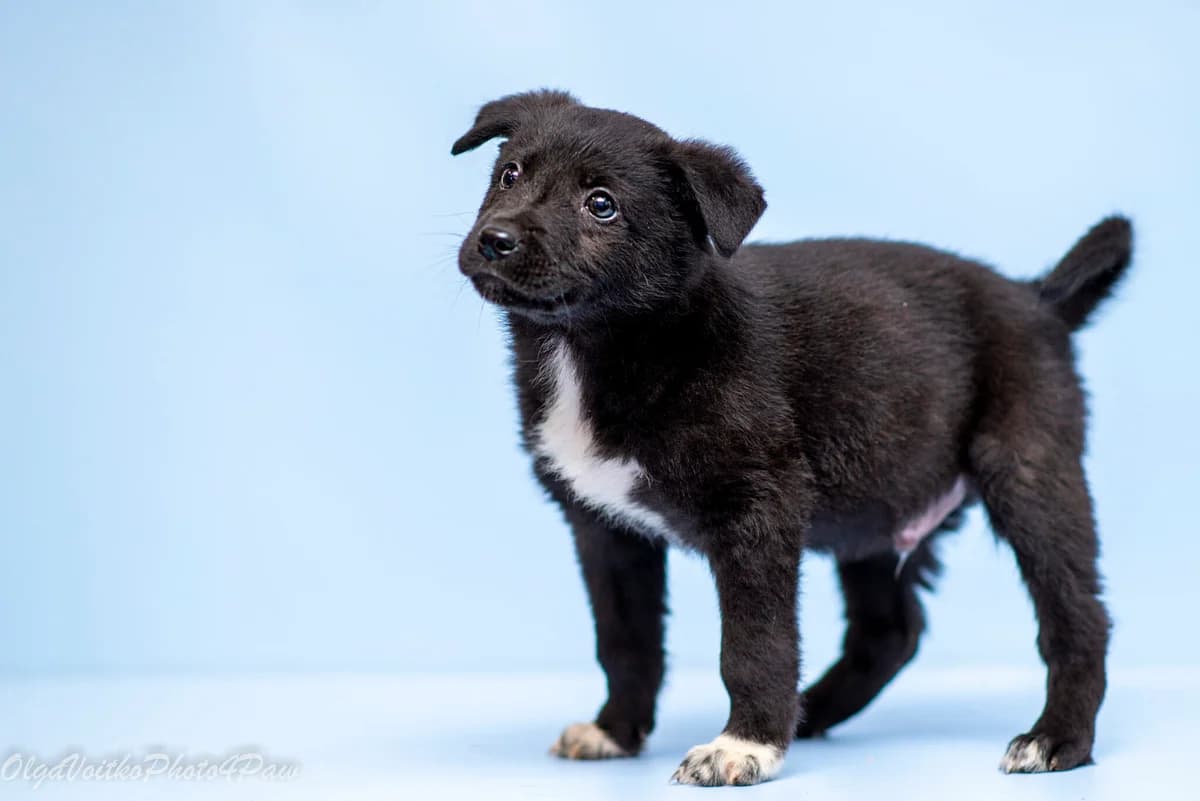 Genri (Генрі), male Mixed Breed for adoption at Dobri Ruky, Kyiv