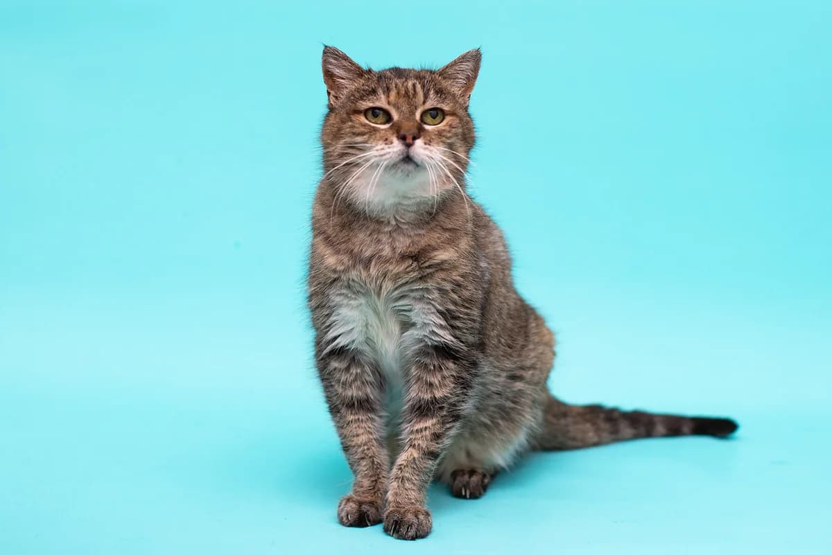 Zhorzhetta (Жоржетта), female Mixed Breed for adoption at Dobri Ruky, Kyiv