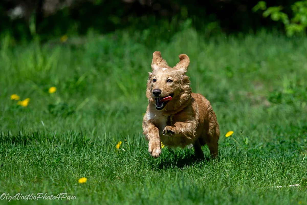 Ron (Рон), male Mixed Breed for adoption at Dobri Ruky, Kyiv