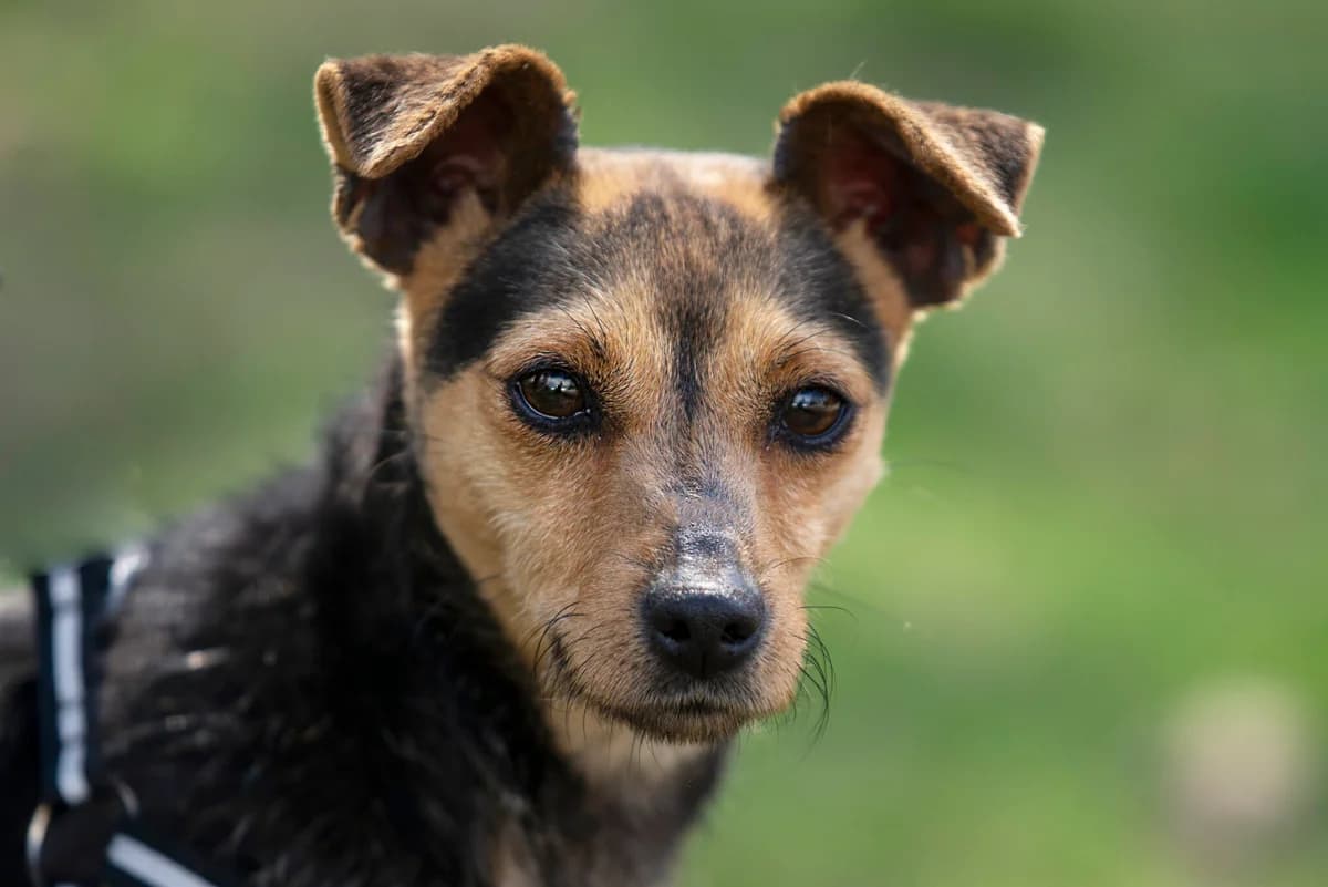 Mey (Мей), female Mixed Breed for adoption at Dobri Ruky, Kyiv