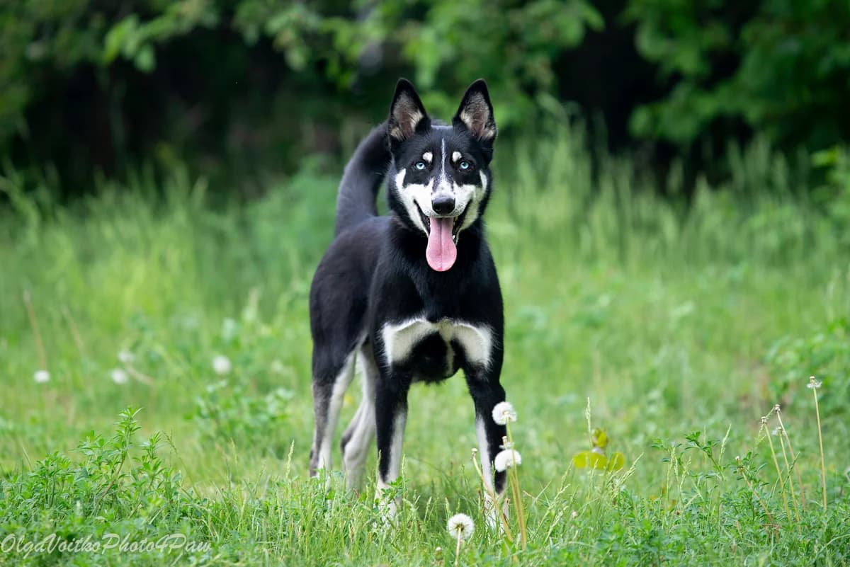 Severus (Северус), male Mixed Breed for adoption at Dobri Ruky, Kyiv