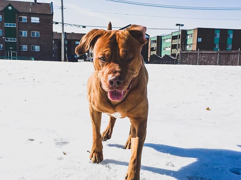 Lili (Лілі), female Mixed Breed for adoption at Dobri Ruky, Kyiv