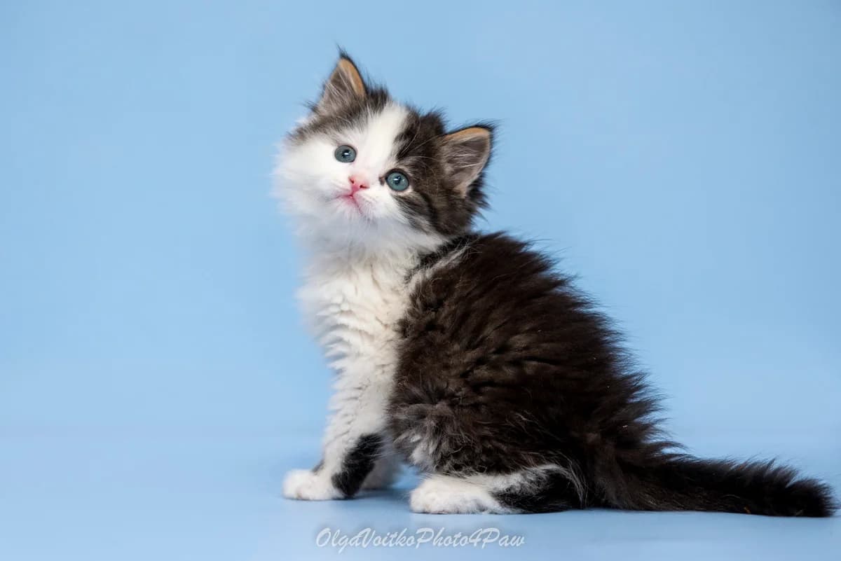 Emil (Еміль), male Mixed Breed for adoption at Dobri Ruky, Kyiv