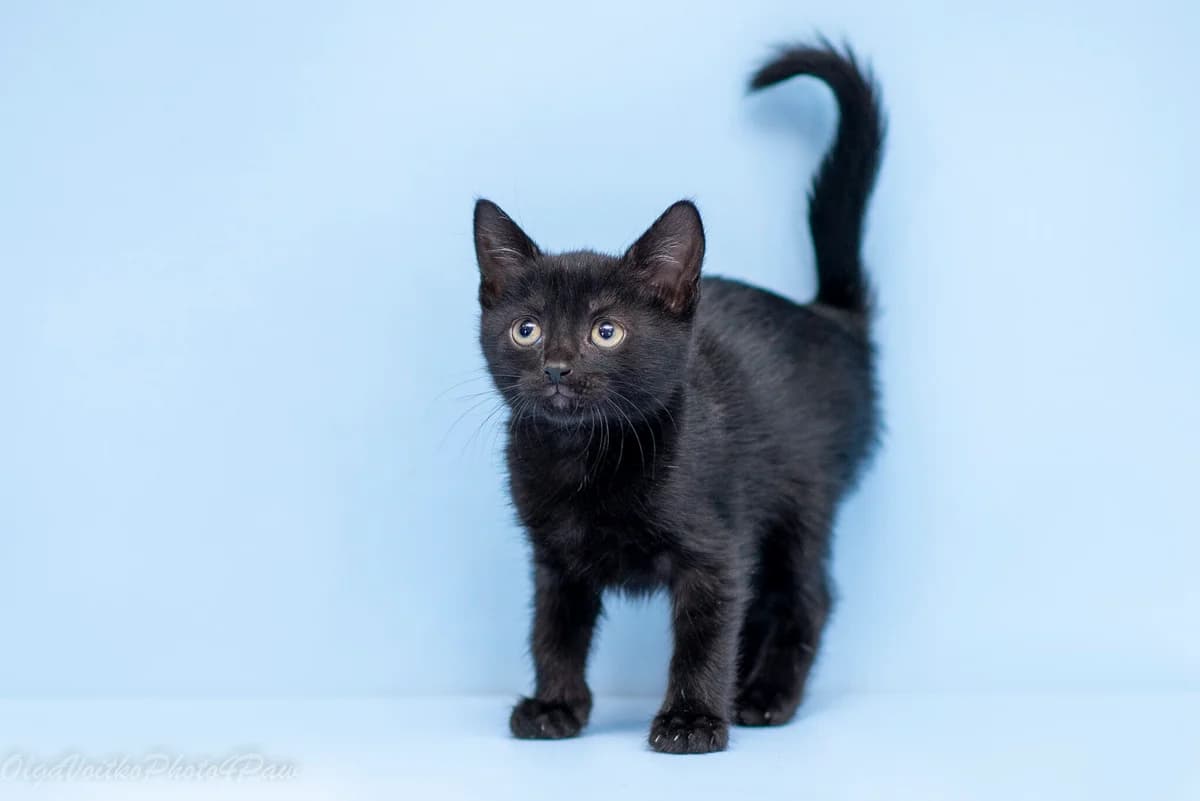 Sesil (Сесіл), female Mixed Breed for adoption at Dobri Ruky, Kyiv