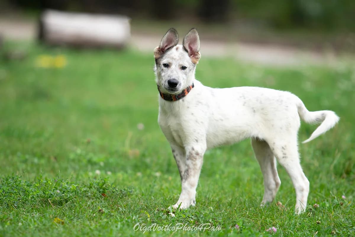 River (Рівер), female Mixed Breed for adoption at Dobri Ruky, Kyiv