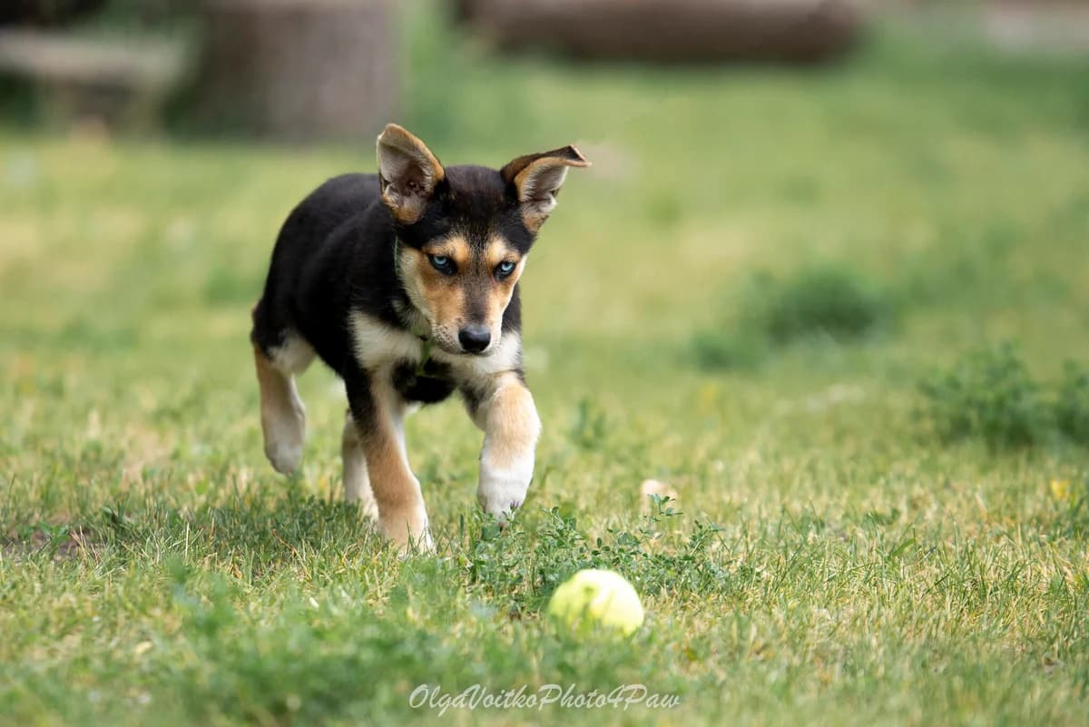Omesha (Омеша), female Mixed Breed for adoption at Dobri Ruky, Kyiv