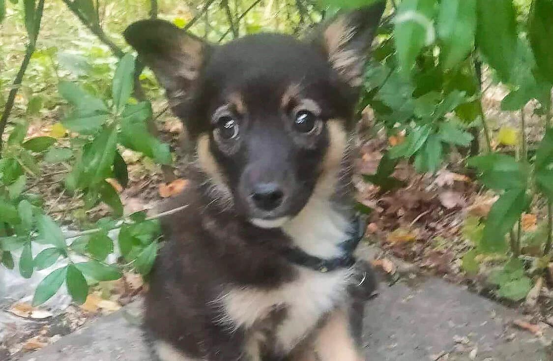 Chunya (Чуня), female puppy Mixed Breed for adoption at Dobri Ruky, Kyiv
