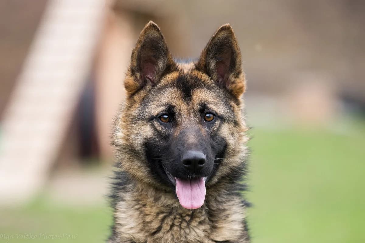 Sara (Сара), female Mixed Breed for adoption at Dobri Ruky, Kyiv