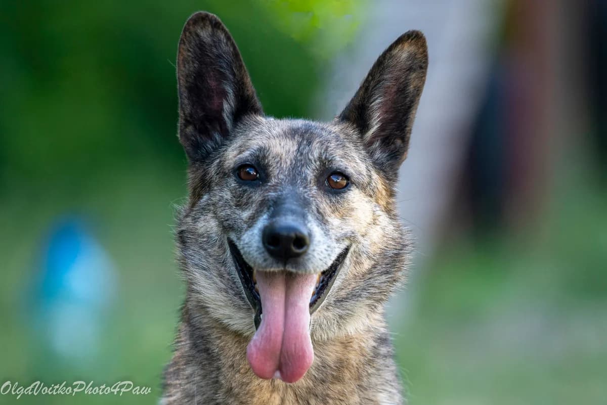 Khammi (Хаммі), female Mixed Breed for adoption at Dobri Ruky, Kyiv