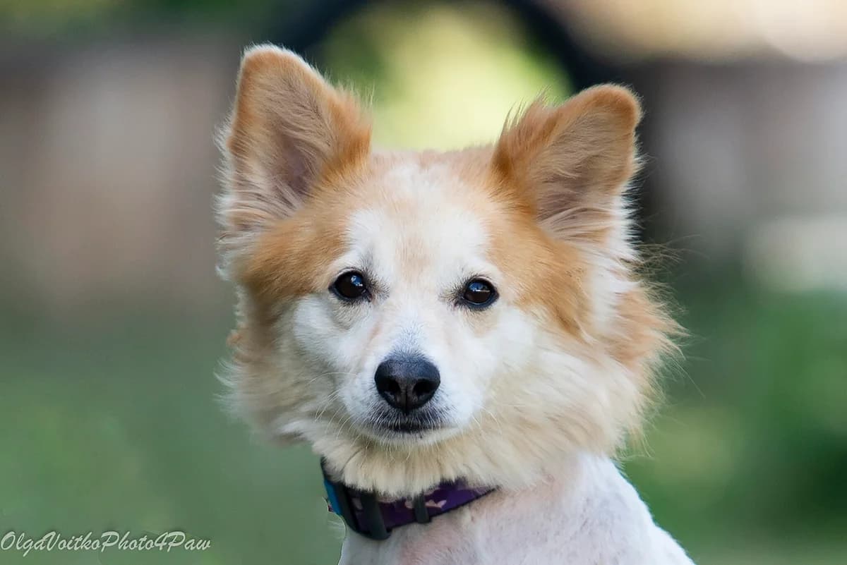 Layla (Лайла), female Mixed Breed for adoption at Dobri Ruky, Kyiv