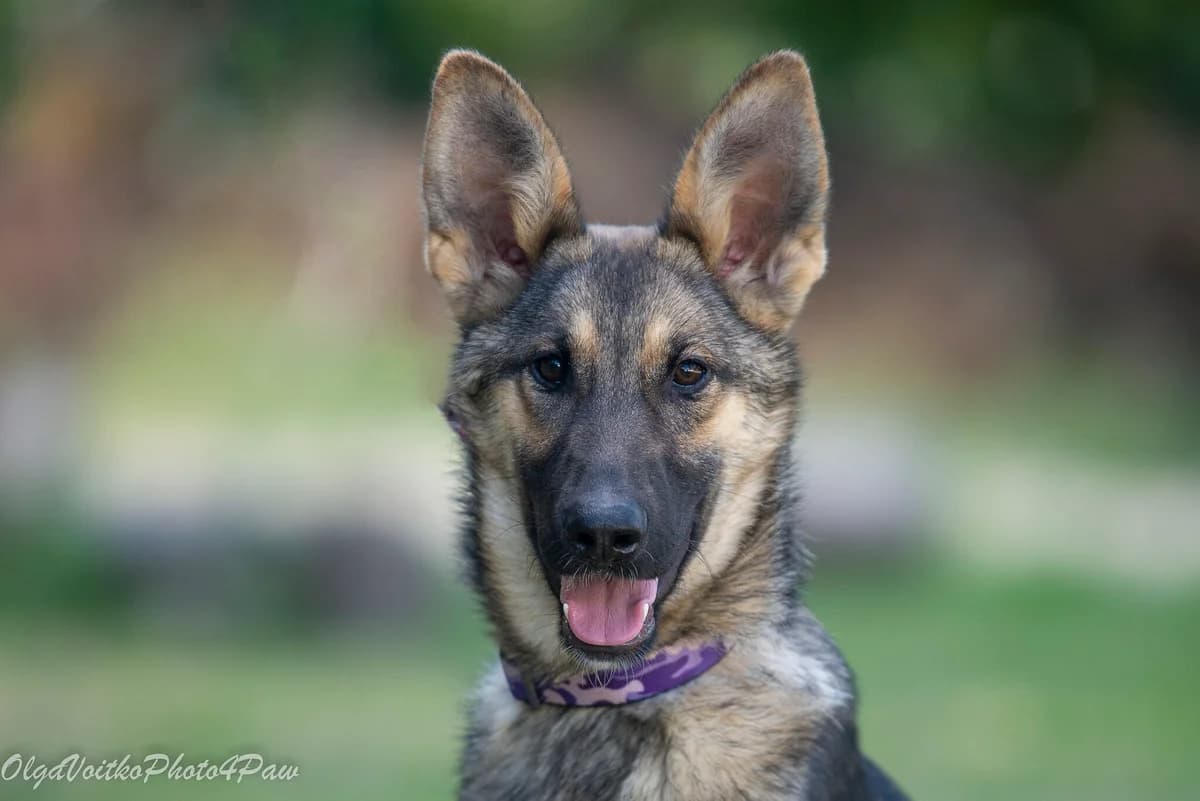 Beriz (Беріз), female Mixed Breed for adoption at Dobri Ruky, Kyiv