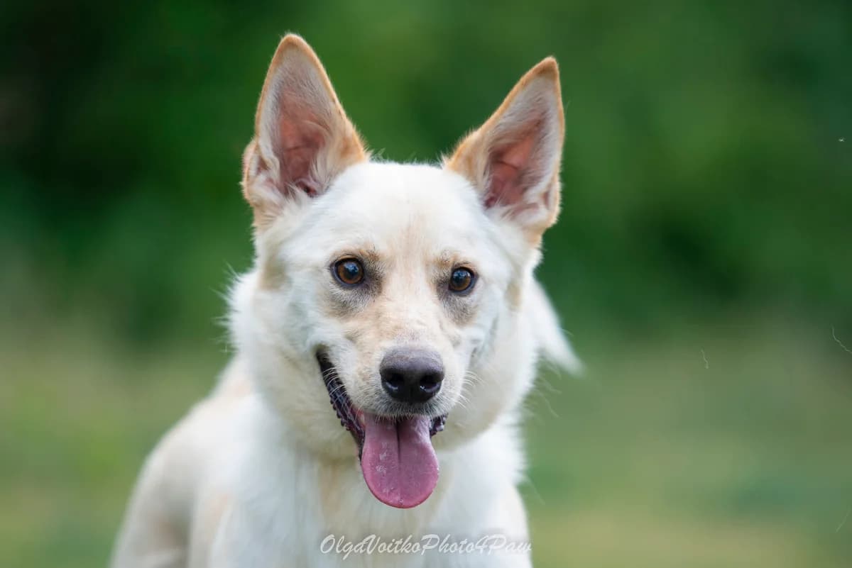 Mayk (Майк), male Mixed Breed for adoption at Dobri Ruky, Kyiv