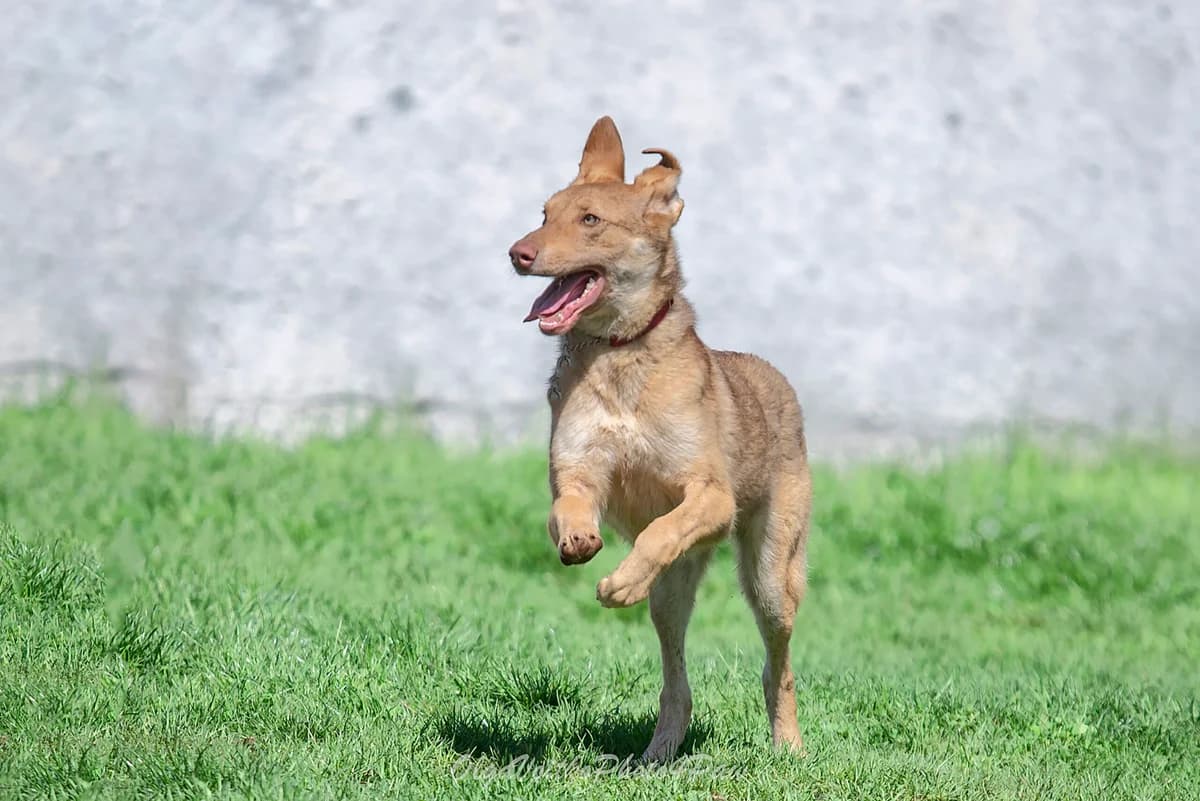 Tipsi (Тіпсі), female Mixed Breed for adoption at Dobri Ruky, Kyiv