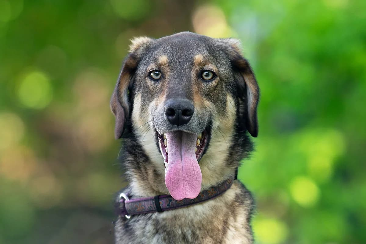 Tetris (Тетріс), male Mixed Breed for adoption at Dobri Ruky, Kyiv