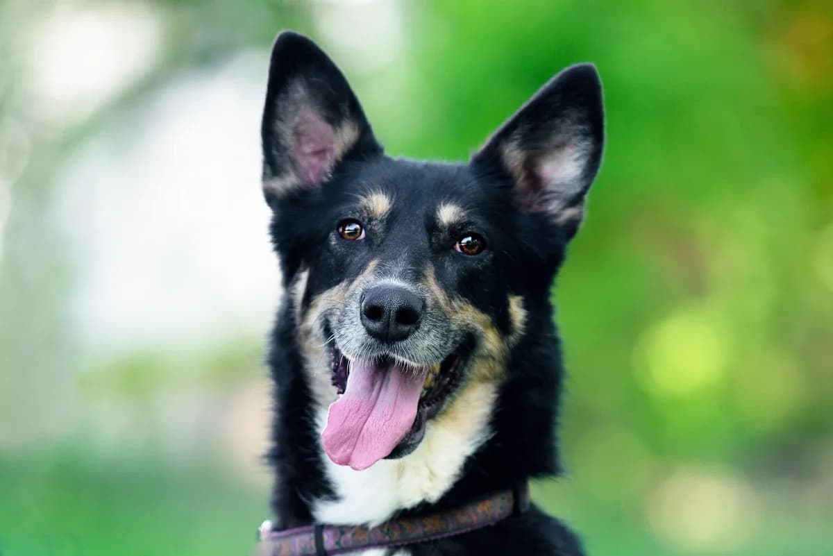 Zayka (Зайка), female Mixed Breed for adoption at Dobri Ruky, Kyiv