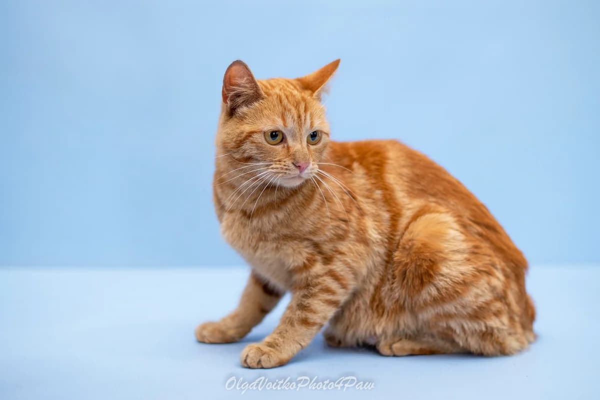 Retu (Рету), female Mixed Breed for adoption at Dobri Ruky, Kyiv