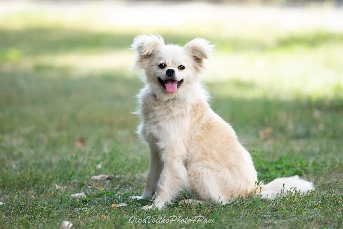 Rafaelka (Рафаелка), female Mixed Breed for adoption at Dobri Ruky, Kyiv