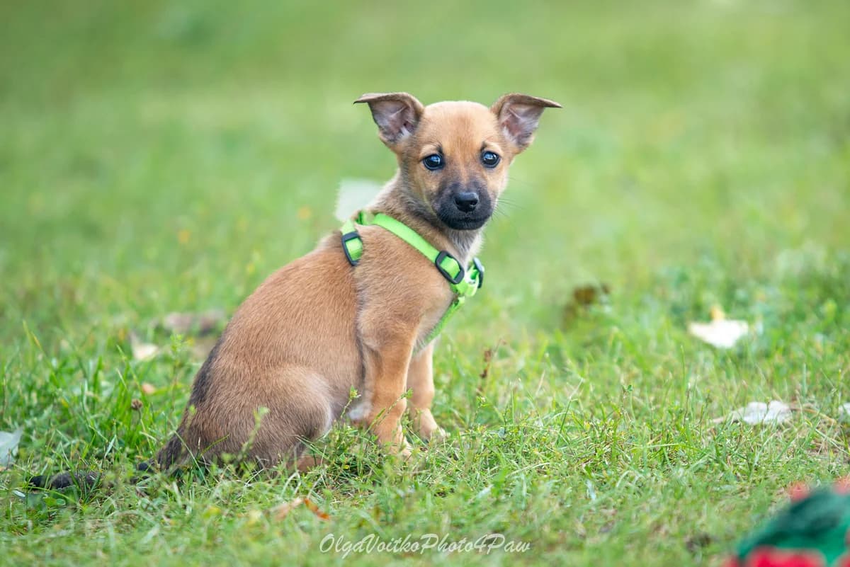 Fiksi (Фіксі), female Mixed Breed for adoption at Dobri Ruky, Kyiv