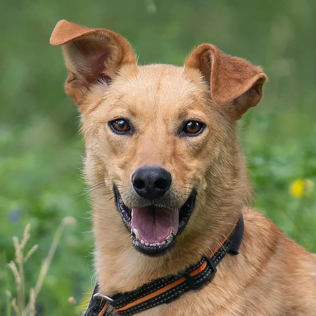 Fisher (Фішер), male Mixed Breed for adoption at Dobri Ruky, Kyiv