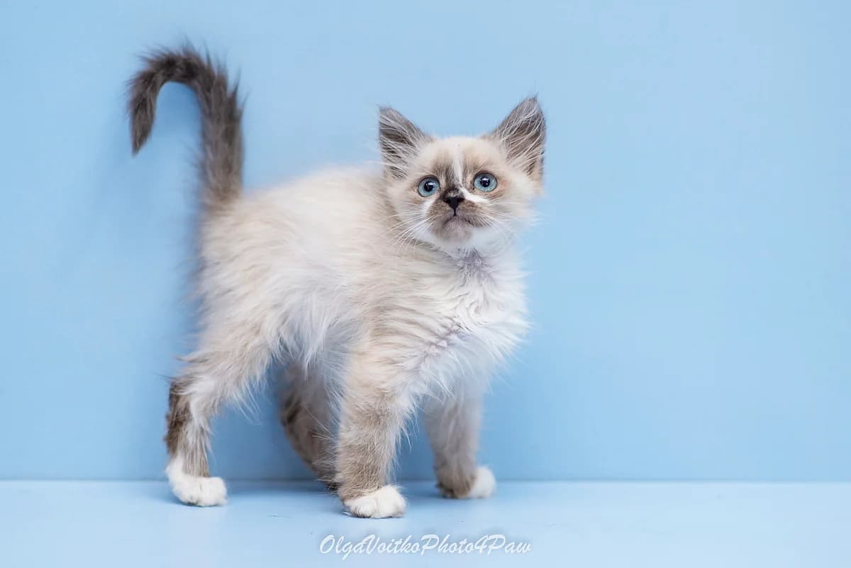 Keshon (Кешон), Mixed Breed for adoption at Dobri Ruky, Kyiv