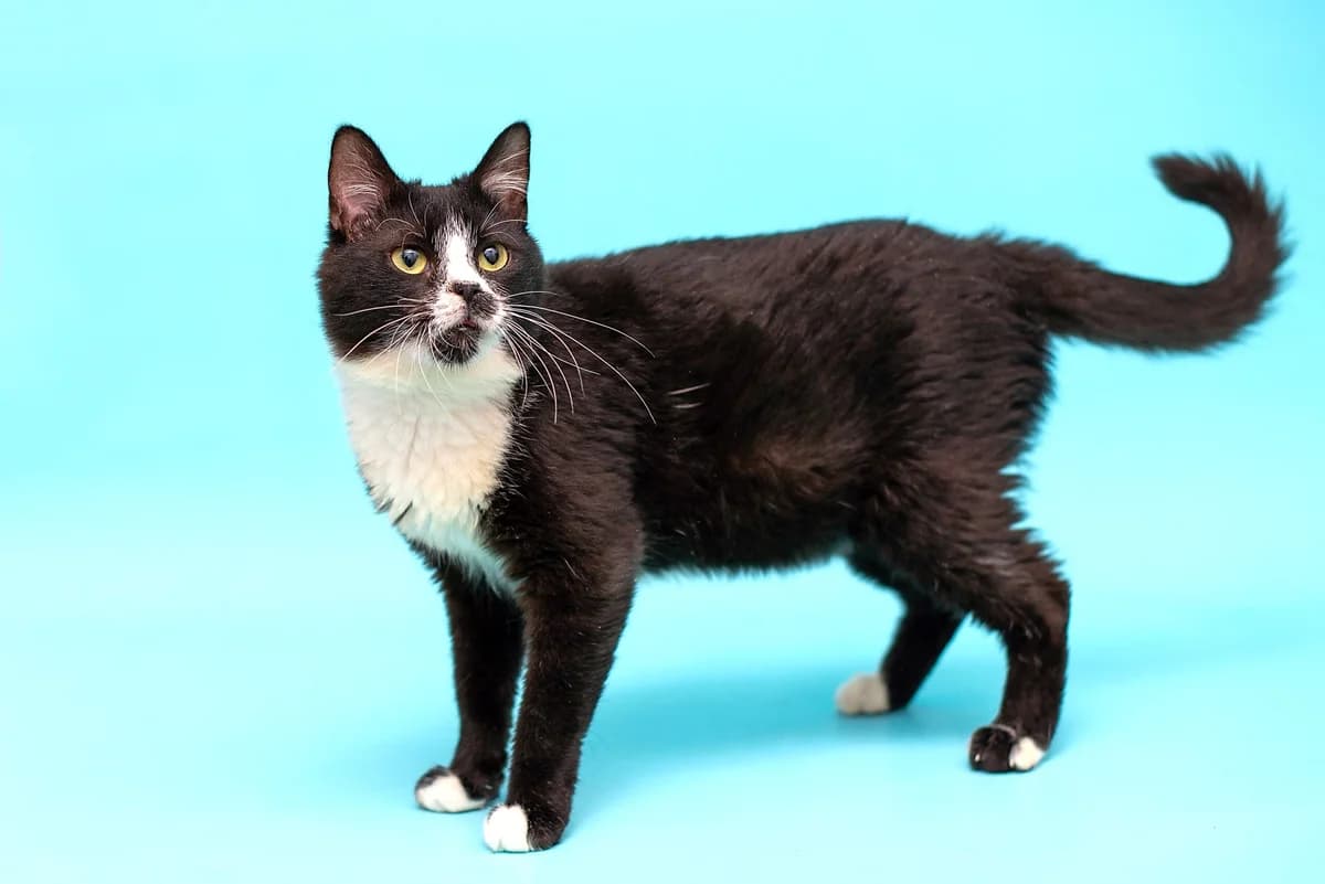 Michi (Мічі), male Mixed Breed for adoption at Dobri Ruky, Kyiv